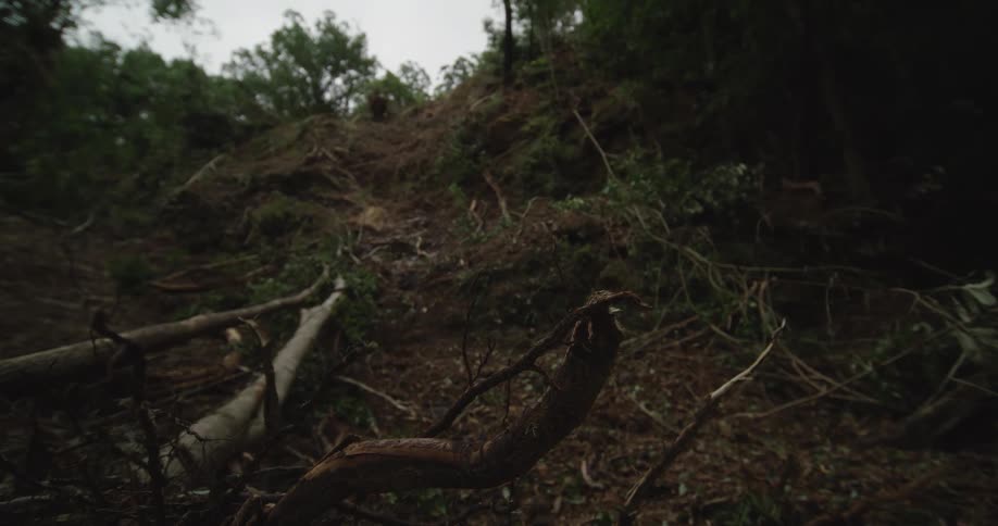 A low angle view shows a steep dark hillside covered in exposed roots and broken logs from recent clearing under an overcast sky