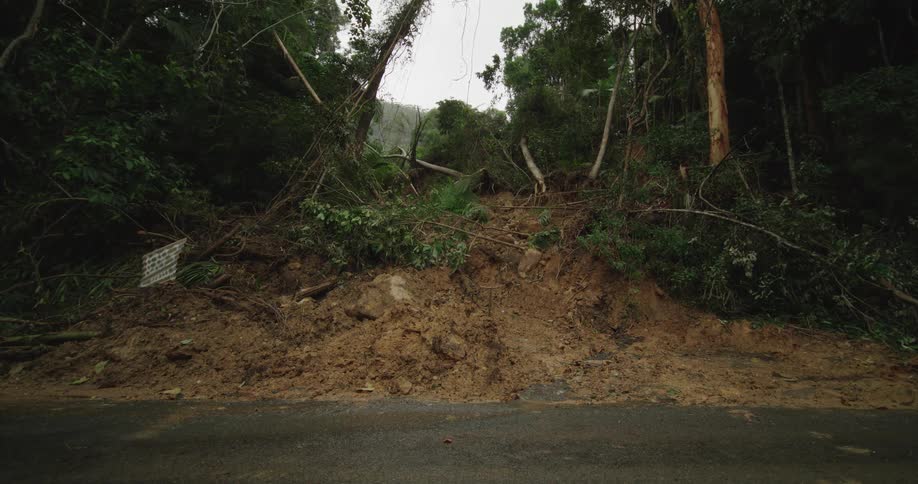 Some of the trees have fallen in the forest