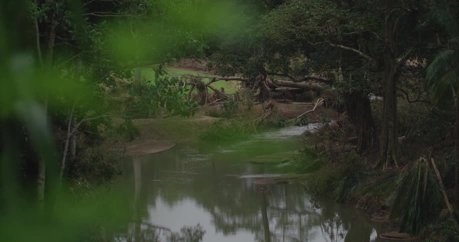 Winding river reflects dense vegetation in forested setting with fallen branches along the bank