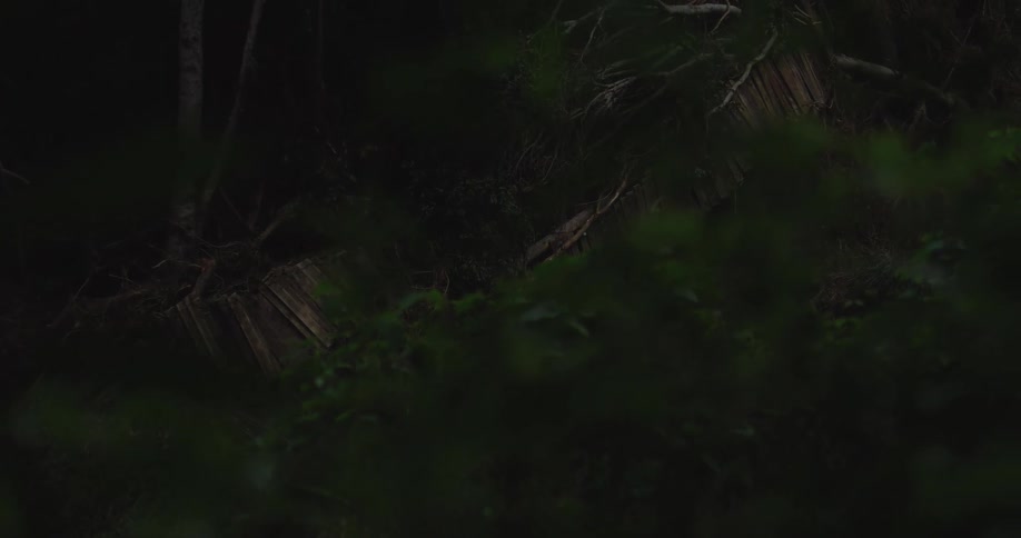 Fallen trunk rests among dense foliage in shaded forest area