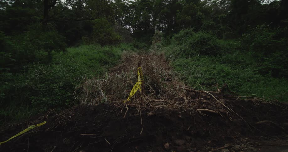 A tree that fell over