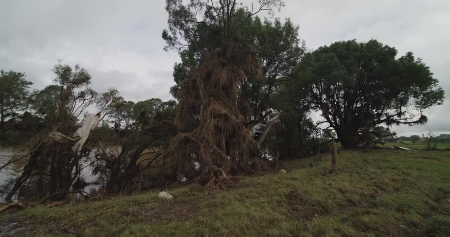 Trees with damaged branches hold plastic debris over soaked ground beneath cloudy sky