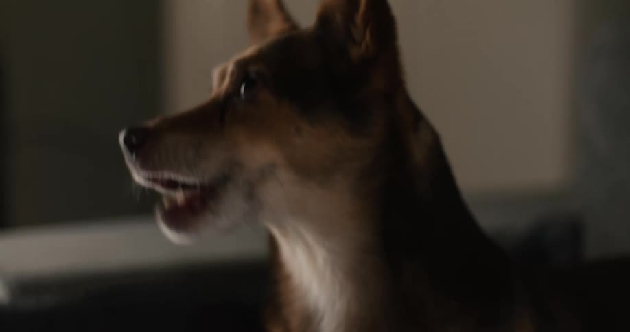 A close up of a dog in a room