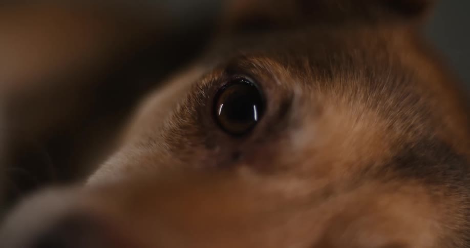 A puppy with brown ur lying on the floor