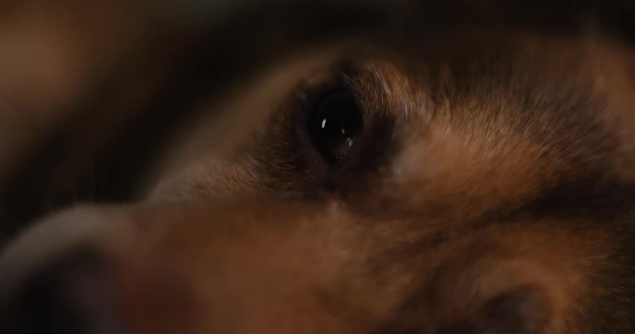 Brown fur with variations surrounds dark dog eye in closeup framing