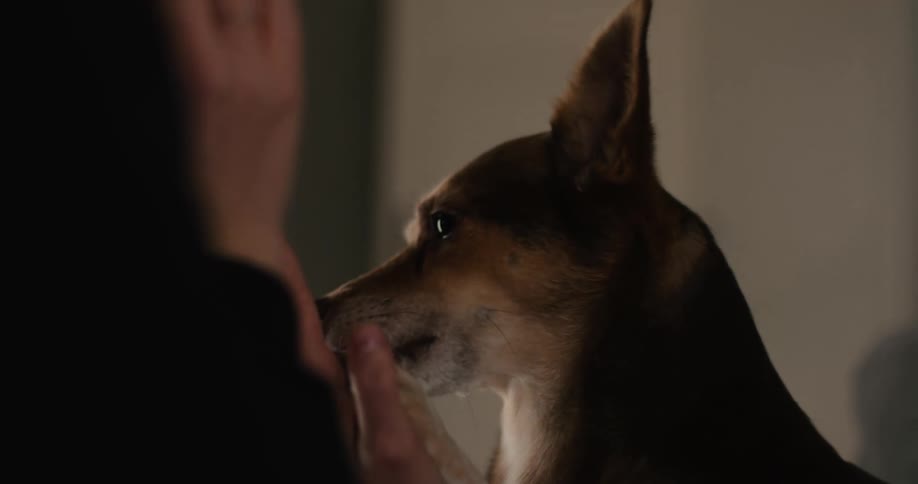 In a closeup shot with dark atmospheric lighting a small brown dog eagerly licks something off a humans fingers as the hand gently cradles its face