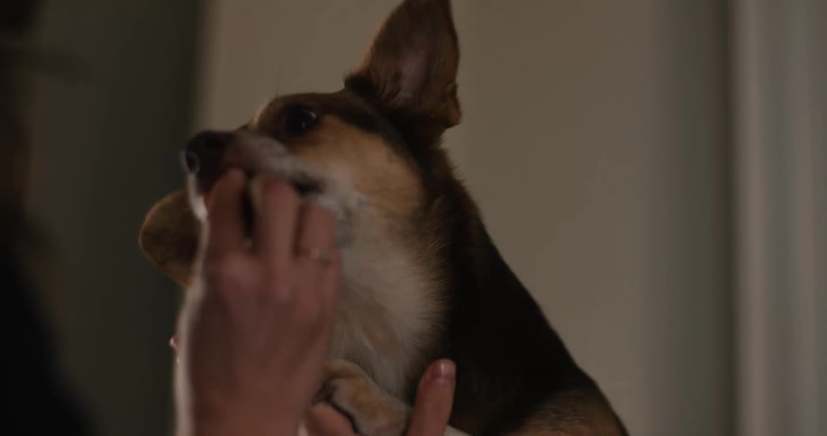 Person holding the paw of a dog with brown and black fur and receiving a treat