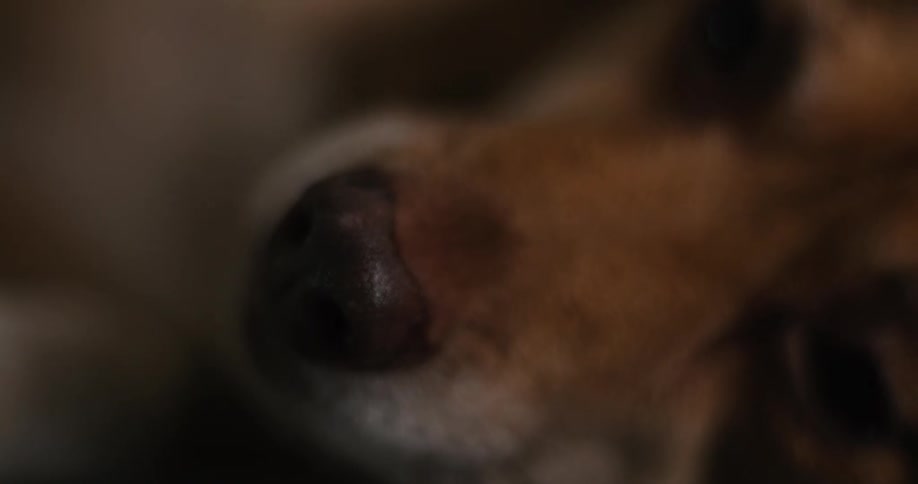 A very close view of a small brown dogs moist black nose and muzzle moving slightly and going out of focus in a dark indoor environment
