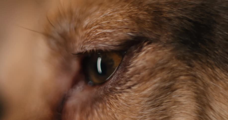 A tight shallow focus closeup shot captures the expressive brown eye of a dog as it slowly blinks showing the details and texture of its thick brown and black fur