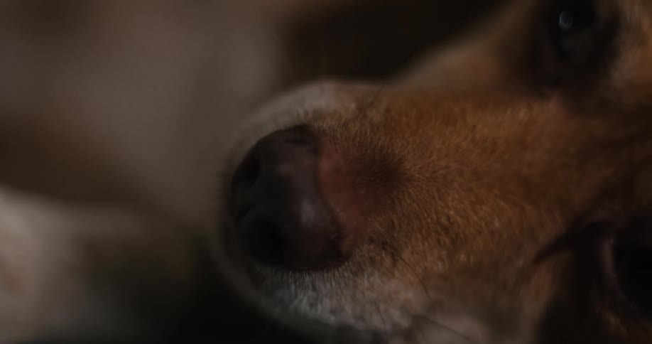 A close up of a dog