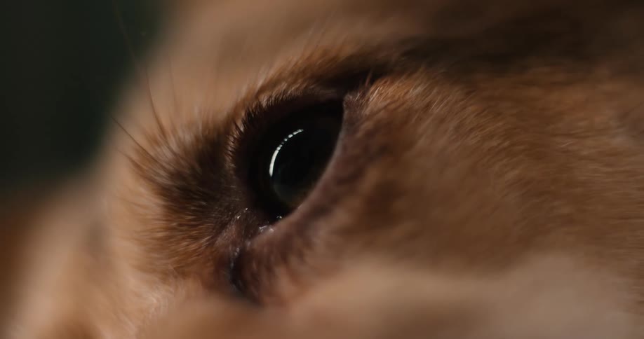 A close up of an animals eye