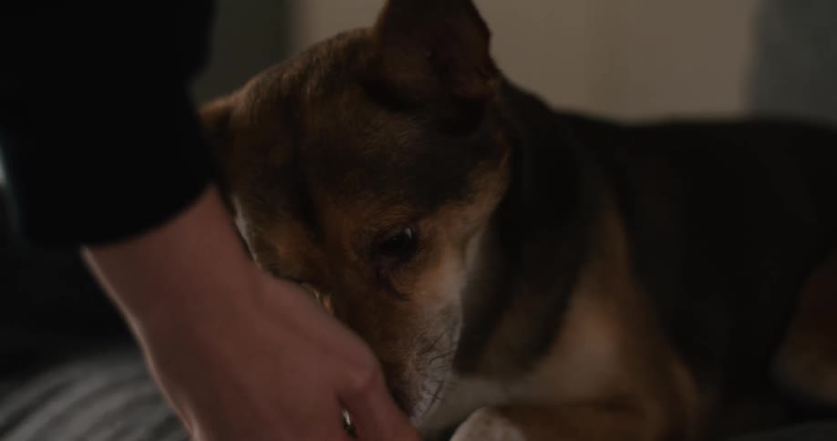 Close up of a man feeding their pet dog indoors during daytime