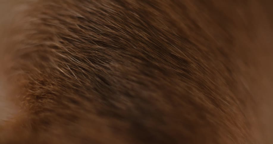 An animal with brown fur