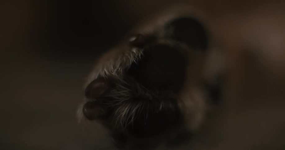 The dog is laying down on the floor