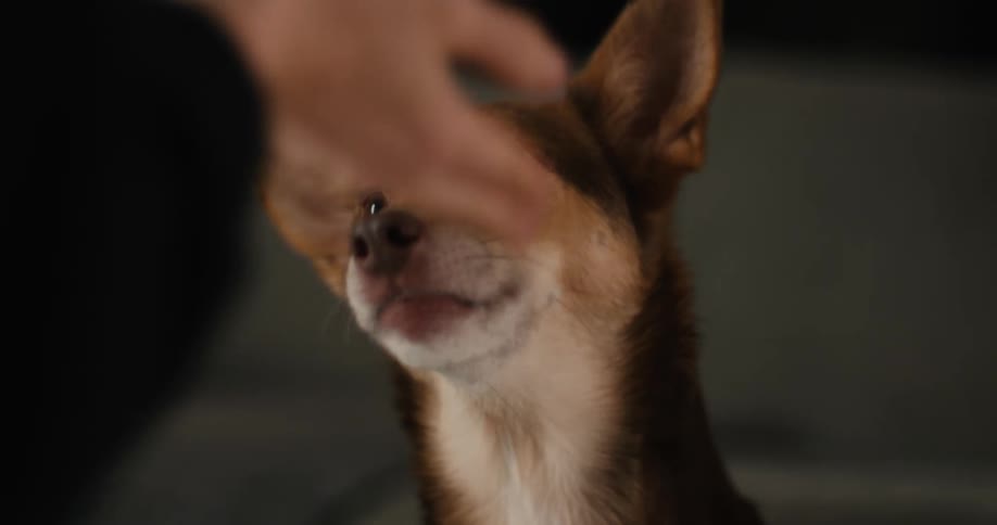 Brown and white dog stares attentively at extended hand in blurred setting
