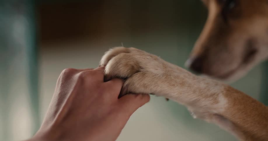 A close view shows a persons hand gently holding a brown and white dogs paw in an indoor setting