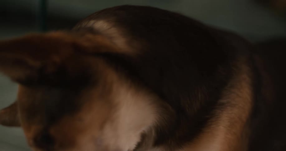 A brown and tan dog is filmed in a closeup shot looking intently forward then briefly down and finally lifting its head and looking to the side