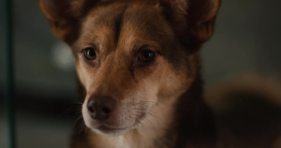 Abrown dog with perked ears gazing attentively with soft expressive eyes