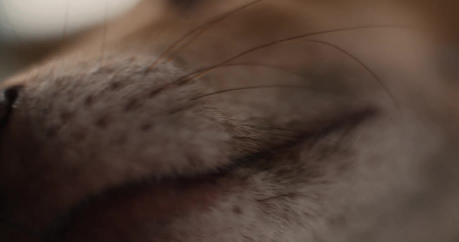 A closeup of the mouth and nose of a furry dog that is calm
