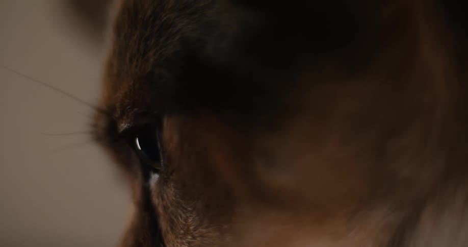 An extreme close view of a reddish brown dogs face focuses sharply on its reflective dark eye and long subtle eyelashes in dim lighting