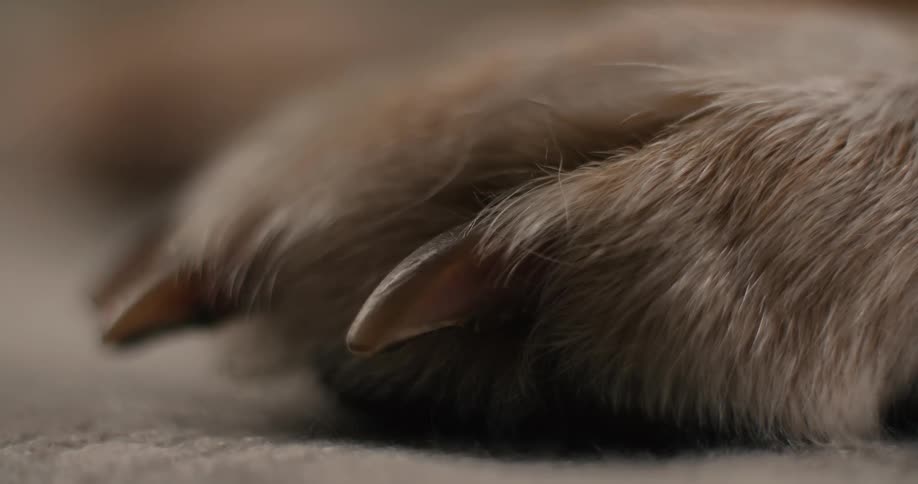 A close up of paws on a dog