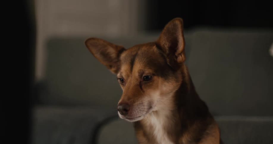 A small brown and white dog with large ears looks attentively forward while being fed a treat in a dimly lit living room with a couch in the background