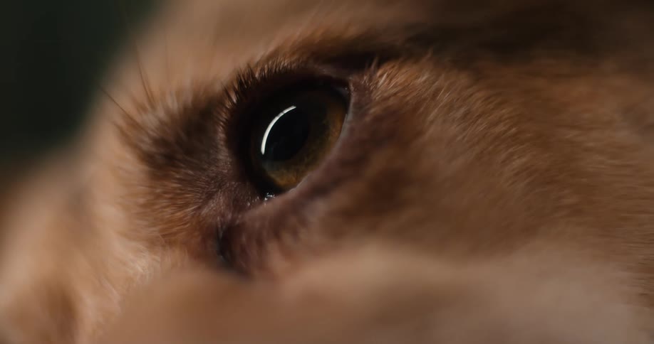 An extreme close view shows the brown eye of a reddish brown dog blinking slowly with a sharp reflection visible in the large dark pupil