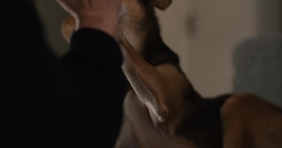 A small reddish brown dog with large ears stands up on its hind legs to give its paw to a persons outstretched hand in a dim living room