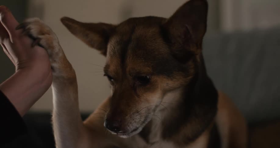 A person highfives a dog sitting on a couch and then gives it a treat with midday sunlight streaming in
