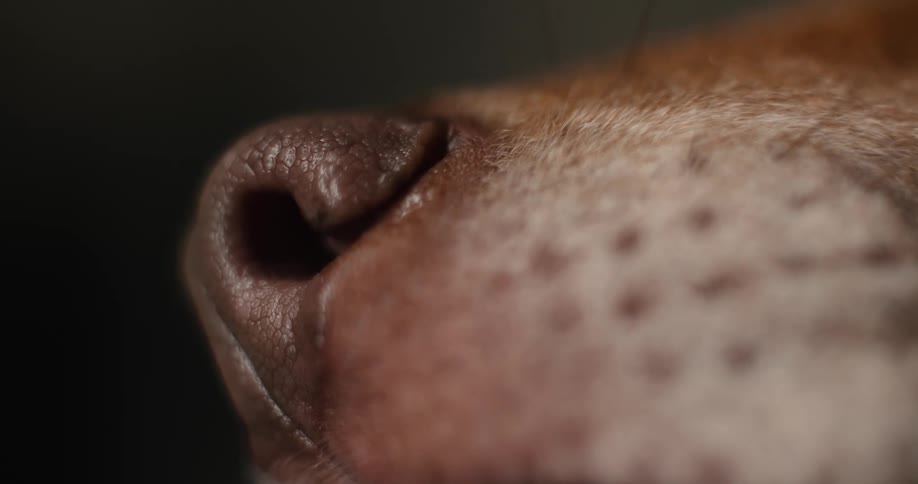 An extreme closeup focuses solely on the textured moist brown nose and surrounding fur of a dog with slight movement against a dark featureless background