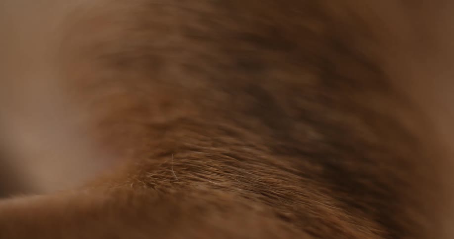 A close up of fur on a dog