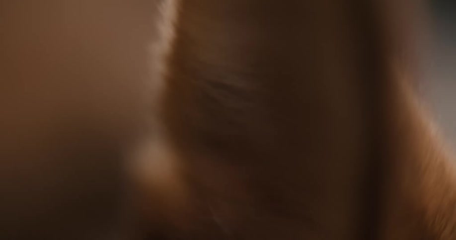 The brown furry ear of an animal