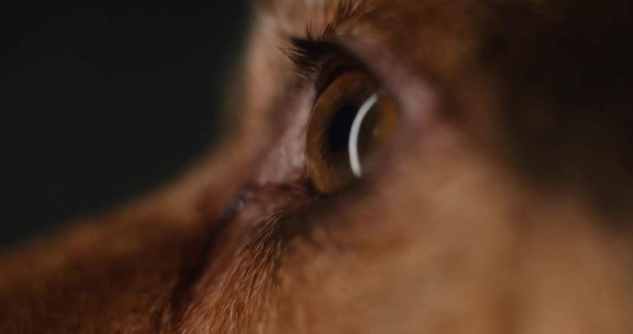 A close up of an animals eye
