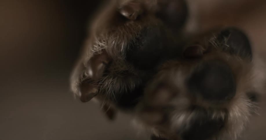 The camera is focused on the brown paws that are crossed