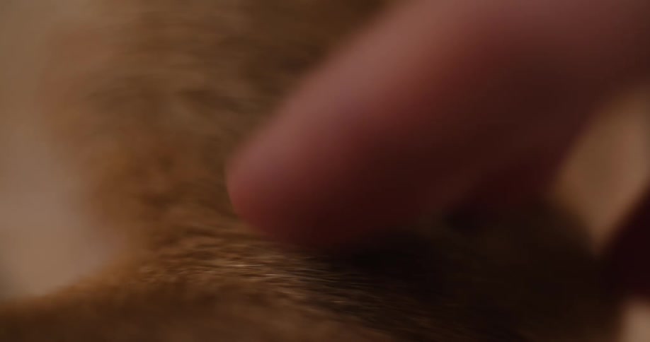 A person pets their dog