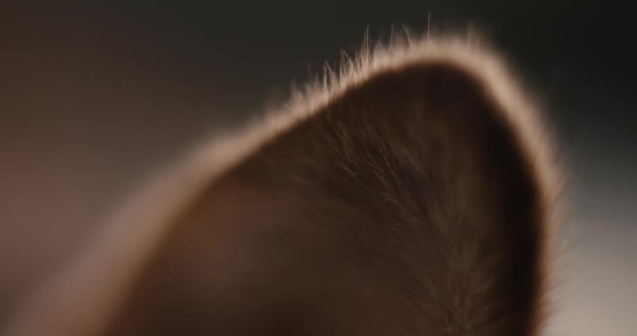 This video is a closeup macro shot focusing on the tip of a furry brown ear likely belonging to a cat or a similar animal the fine hairs along the edge of the ear are sharply defined and backlit by a soft glowing light creating a halo effect again