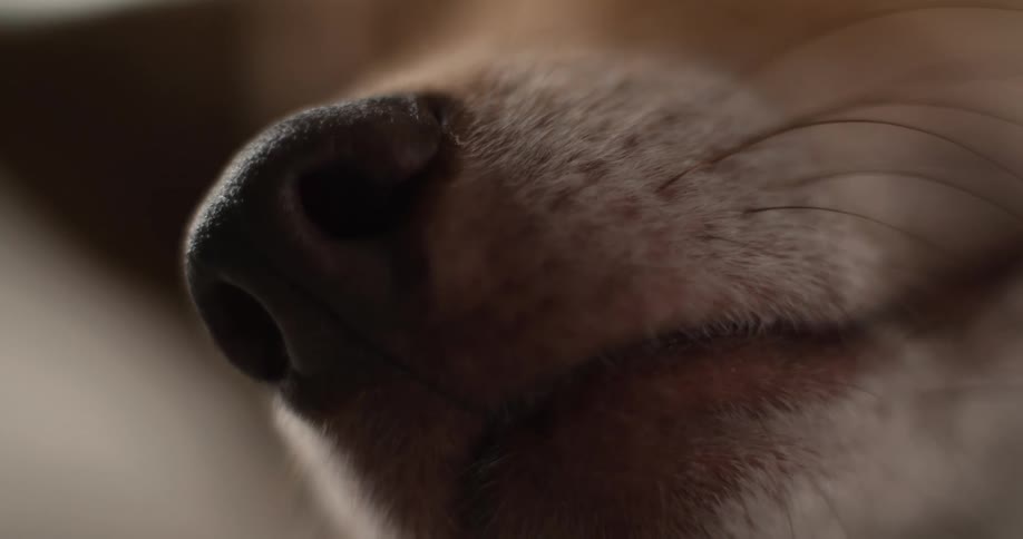 The snout of an animal