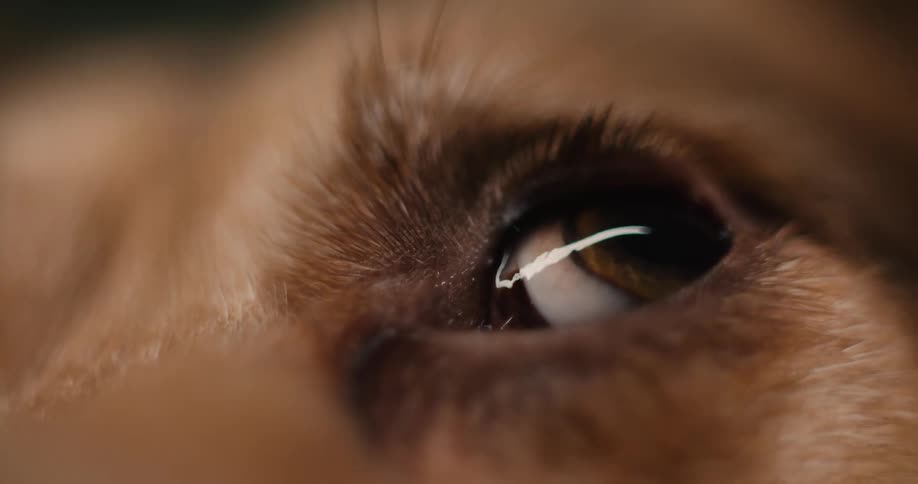 An extreme closeup shot focuses on a dogs dark expressive eye framed by soft brown fur the eye glistens and blinks catching a bright light reflection in its pupil