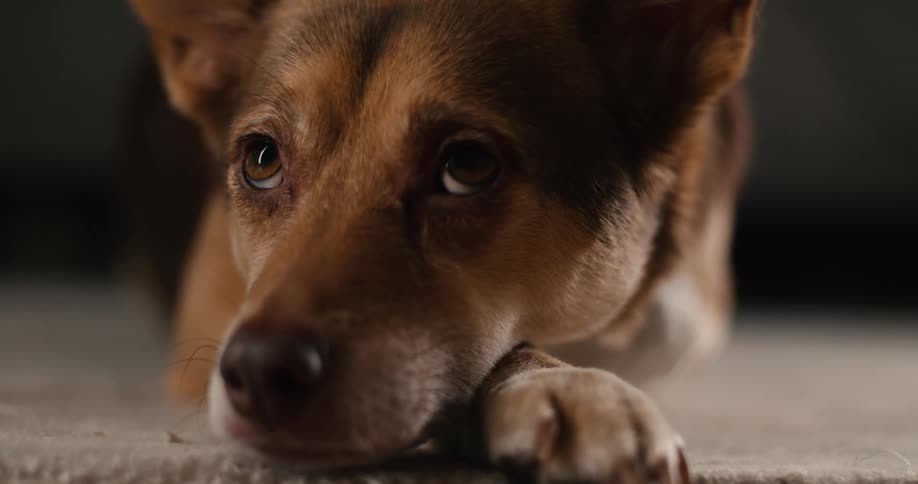 A close view of a brown and white dog lying on a carpet with its head resting on its paws looking up with large expressive eyes