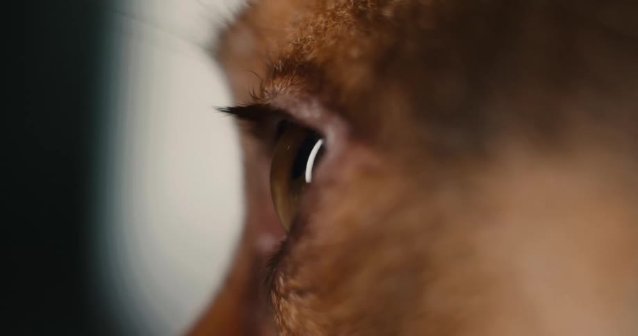 An animals face with brown fur indoors as it blinks its eyes