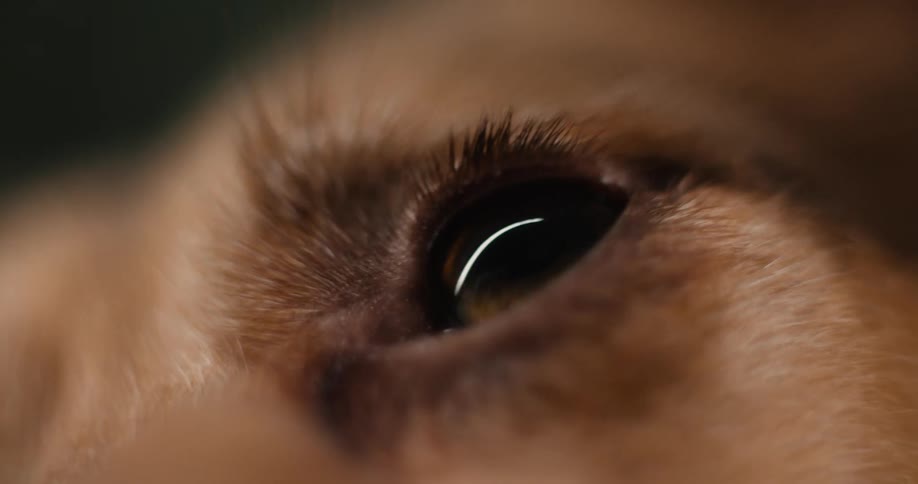 Animal eye with light fur reflecting light in close detail