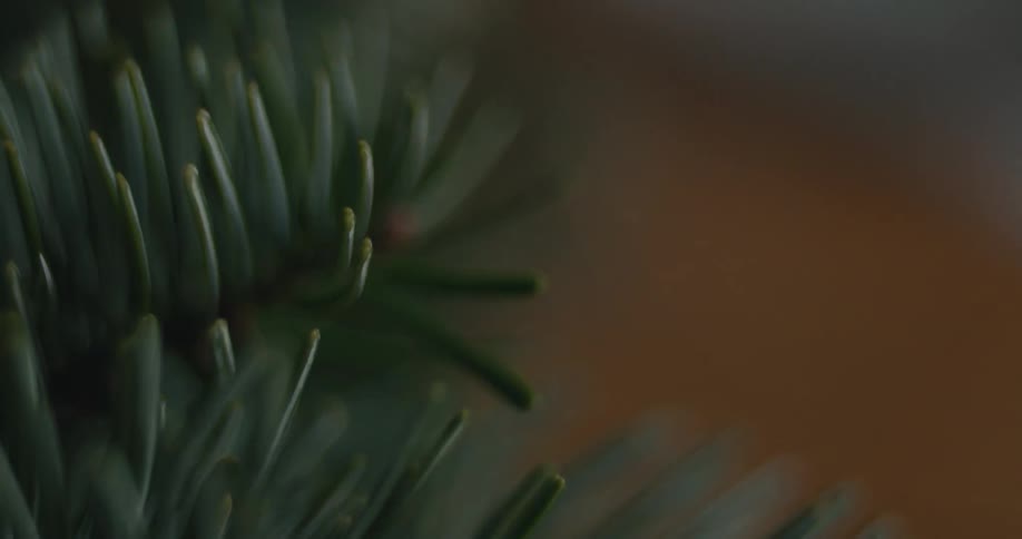 Pine needles in closeup with selective focus against a blurred background