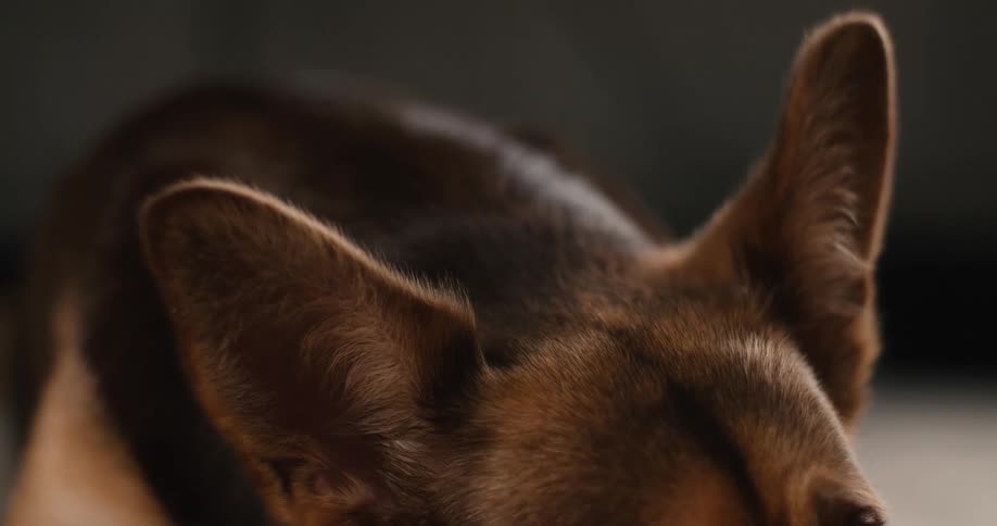 The dog is laying on the ground moving his ears and tail every few seconds