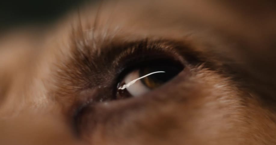 Lightfurred dogs eye reflects light in closeup