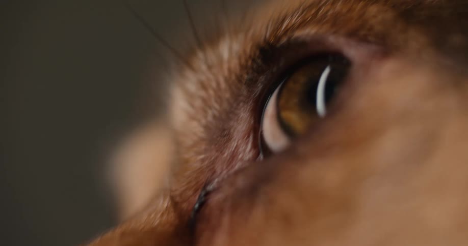 Eye of a dog indoors