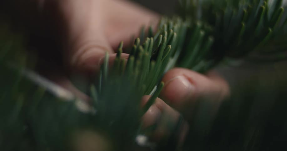 A person uses a pair of scissors to cut a small piece of grass