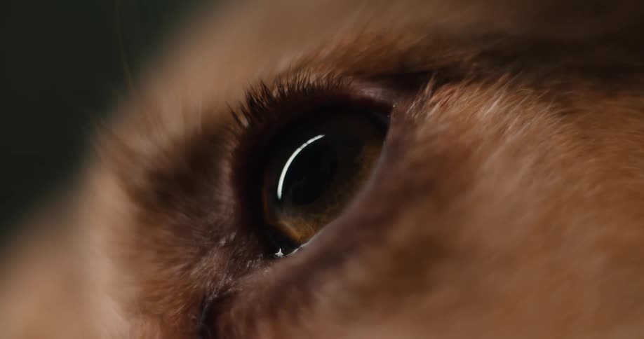 A close up of an eye on a brown dog