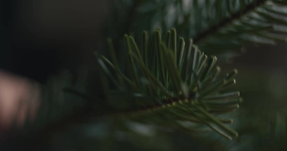 Human hands breaking a branch from a pine tree indoors