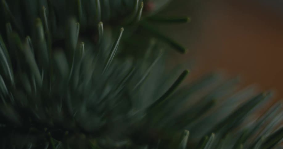 A close up of pine needles on a wreath