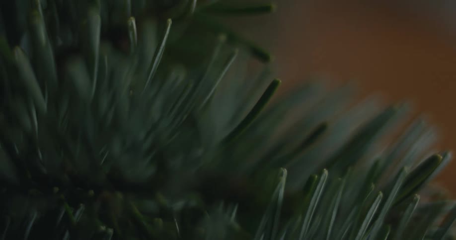 Pine needles in closeup with selective focus and a blurred background